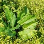 Rumex × acutus Leaf