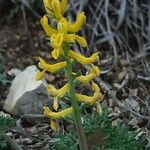 Corydalis aurea Pokrój