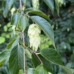 Ostrya virginiana Leaf