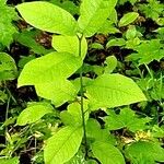 Prunus virginiana Blad