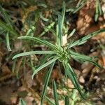 Erysimum pseudorhaeticum Likasa