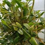 Dendrobium hymenanthum Leaf