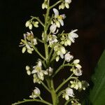 Xiphidium caeruleum 花
