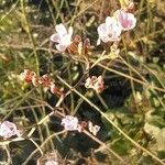 Limonium cossonianum Flower