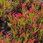 Calluna vulgaris Plante entière