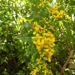 Calea urticifolia Blomma