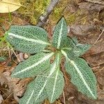 Goodyera pubescens Blatt