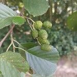 Alnus glutinosa Fruit