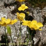 Ranunculus spicatus Cvet