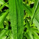 Solidago altissima Blatt