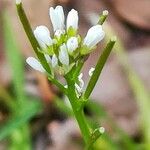 Cardamine hirsuta 花