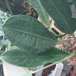 Anthurium scandens Hoja