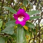 Meriania speciosa Blüte