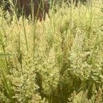 Trisetum paniceum Кветка