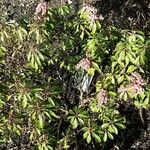 Pieris japonica ᱛᱟᱦᱮᱸ