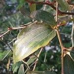 Ziziphus spina-christi Yaprak