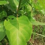 Nauclea latifolia Folio