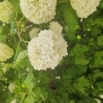 Viburnum macrocephalum Blüte