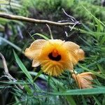 Dendrobium chrysotoxum Flower