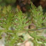 Asplenium foreziense Fruchs