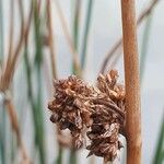 Juncus conglomeratus Fruit