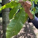 Quercus imbricaria 叶