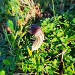 Arisarum vulgare Цветок