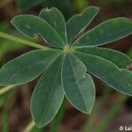 Lupinus albus Feuille