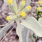 Phlomis olivieri Квітка