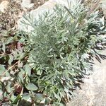 Artemisia umbelliformis Blad