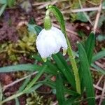 Leucojum vernum Çiçek