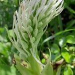 Himantoglossum hircinum Fiore