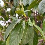 Viburnum rigidum Blad