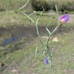 Vicia lathyroides Кора