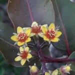Cloezia floribunda Λουλούδι