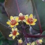 Cloezia floribunda Flower