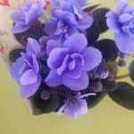 Streptocarpus ionanthus Цвят