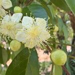 Campomanesia xanthocarpaFlower