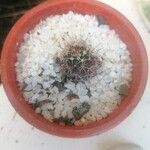 Mammillaria voburnensis 葉