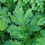 Heracleum mantegazzianum Blad