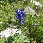 Delphinium dubiumBlodyn