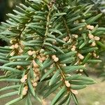 Taxus brevifolia Hoja