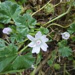 Malva neglecta Кора