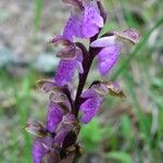 Orchis spitzelii Квітка