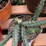 Echinocereus pentalophus Leaf