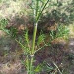 Pycnocomon rutifolium Hoja