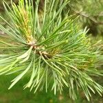 Pinus sylvestris Φύλλο