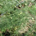 Asparagus officinalis Folha