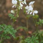 Pelargonium multicaule Квітка