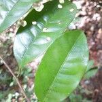 Iryanthera sagotiana 葉